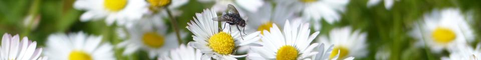 Photo credit: FZ015065 Fly on field of daisies.jpg